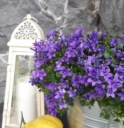 Πανσιόν La Gerbera 3*